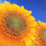 1c440e3a f122 4f93 ab86 2223b7a20e56