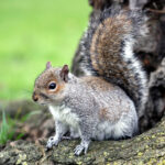 286 ardilla registro de fauna