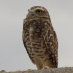 286 buho registro de fauna