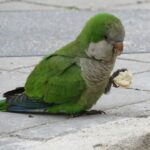 286 cotorra argentina registro de fauna