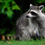 286 mapache registro de fauna