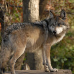 287 exposicion virtual lobo