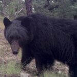 287 exposicion virtual oso