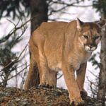 287 exposicion virtual puma