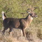 287 exposicion virtual venado