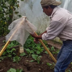 COEPI Capacita en producción agrícola a familias indígenas 4 IMG 20200818 WA0026