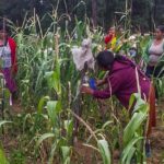 COEPI Capacita en producción agrícola a familias indígenas 2 IMG 20200824 WA0019