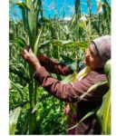 COEPI Capacita en producción agrícola a familias indígenas 1 IMG 20200917 WA0000