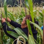 COEPI Capacita en producción agrícola a familias indígenas 6 IMG 20200924 WA0020