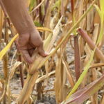 Instalan comité de evaluación de daños tras declaratoria de desastre por sequía severa 1 Seca