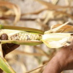 Instalan comité de evaluación de daños tras declaratoria de desastre por sequía severa 2 Seca1