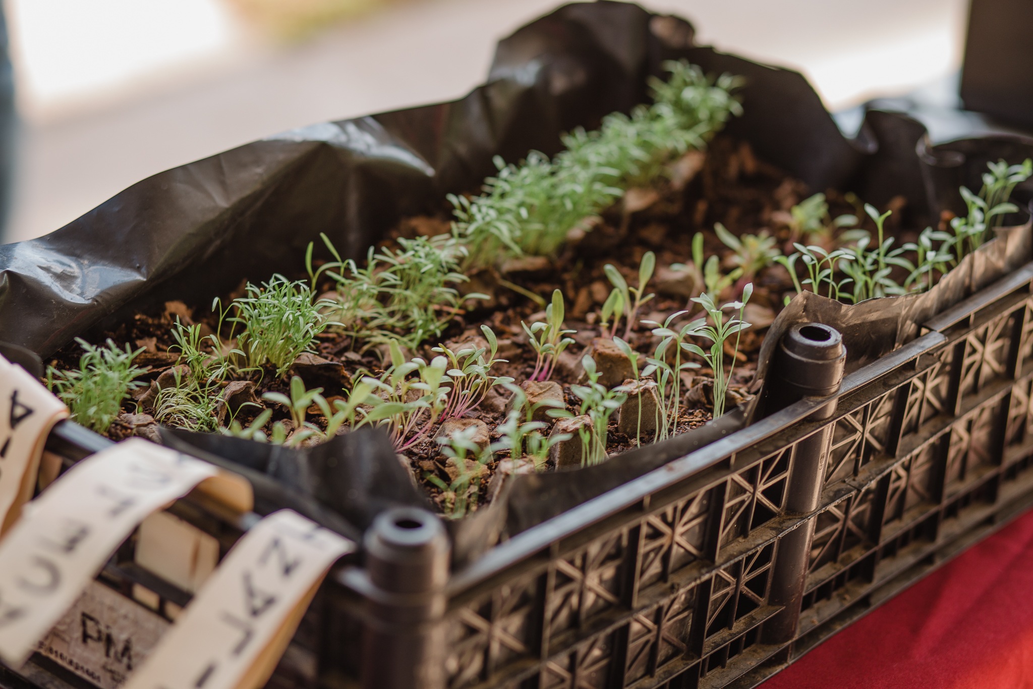 Regresa el programa “Cultiva la Vida” 3 Machi taller hortalizas 11