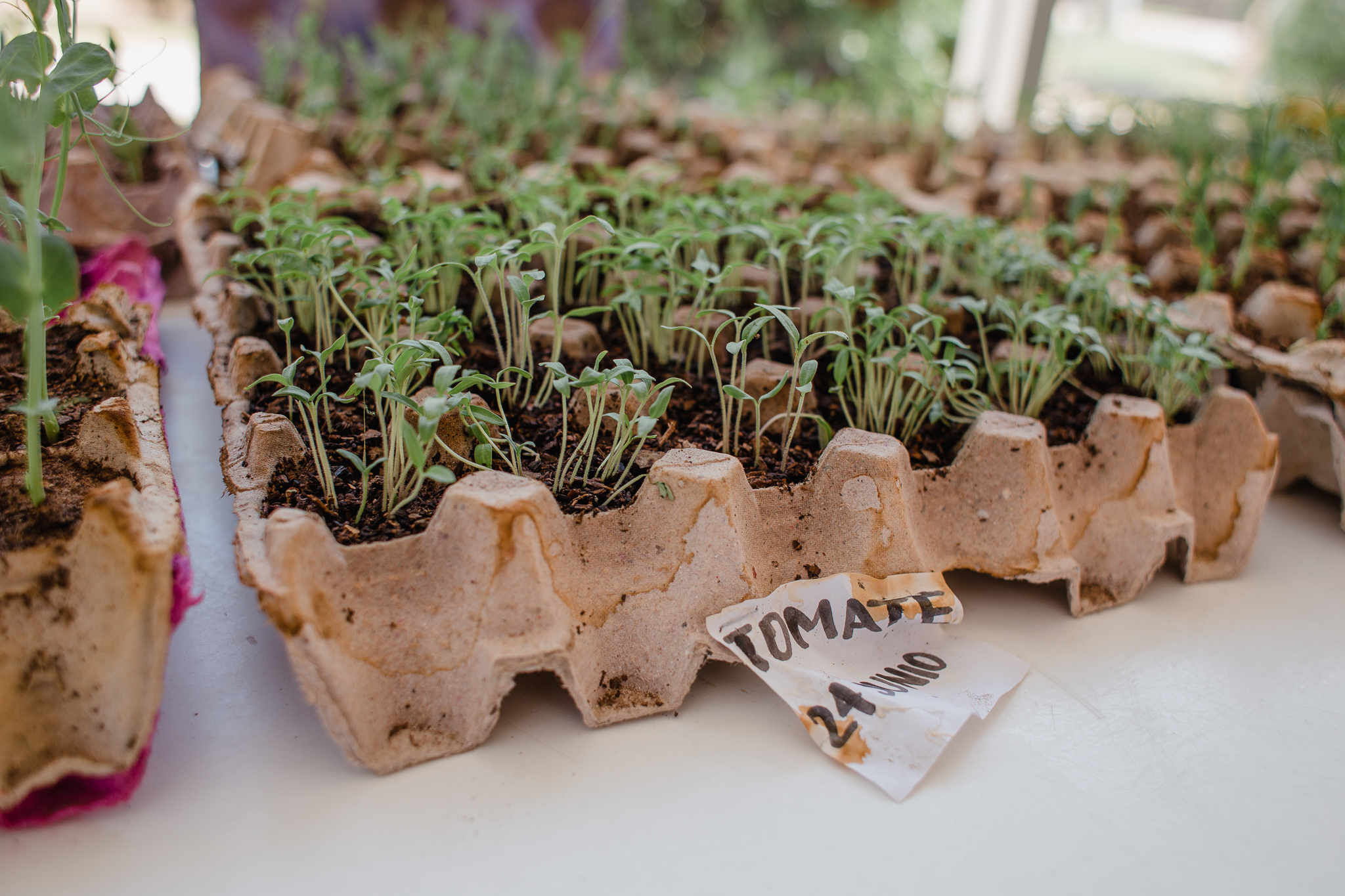 Regresa el programa “Cultiva la Vida” 2 Machi taller hortalizas 135