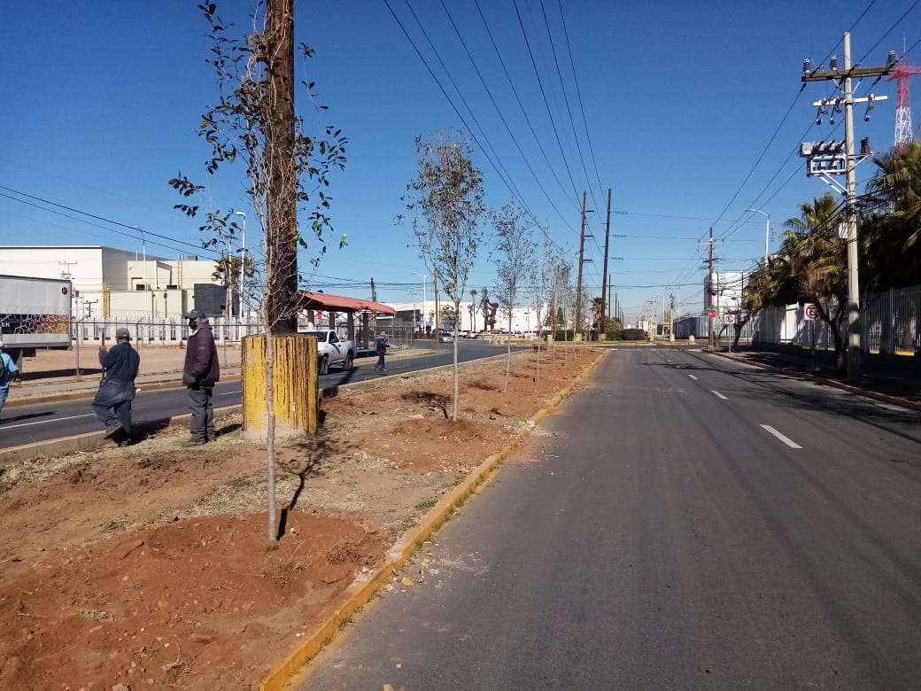 REFORESTACION PARQUE INDUSTRIAL 2