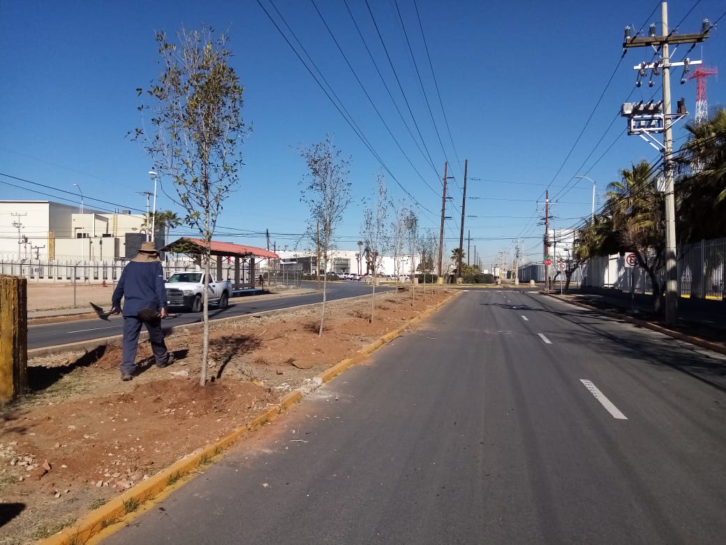 REFORESTACION PARQUE INDUSTRIAL 3