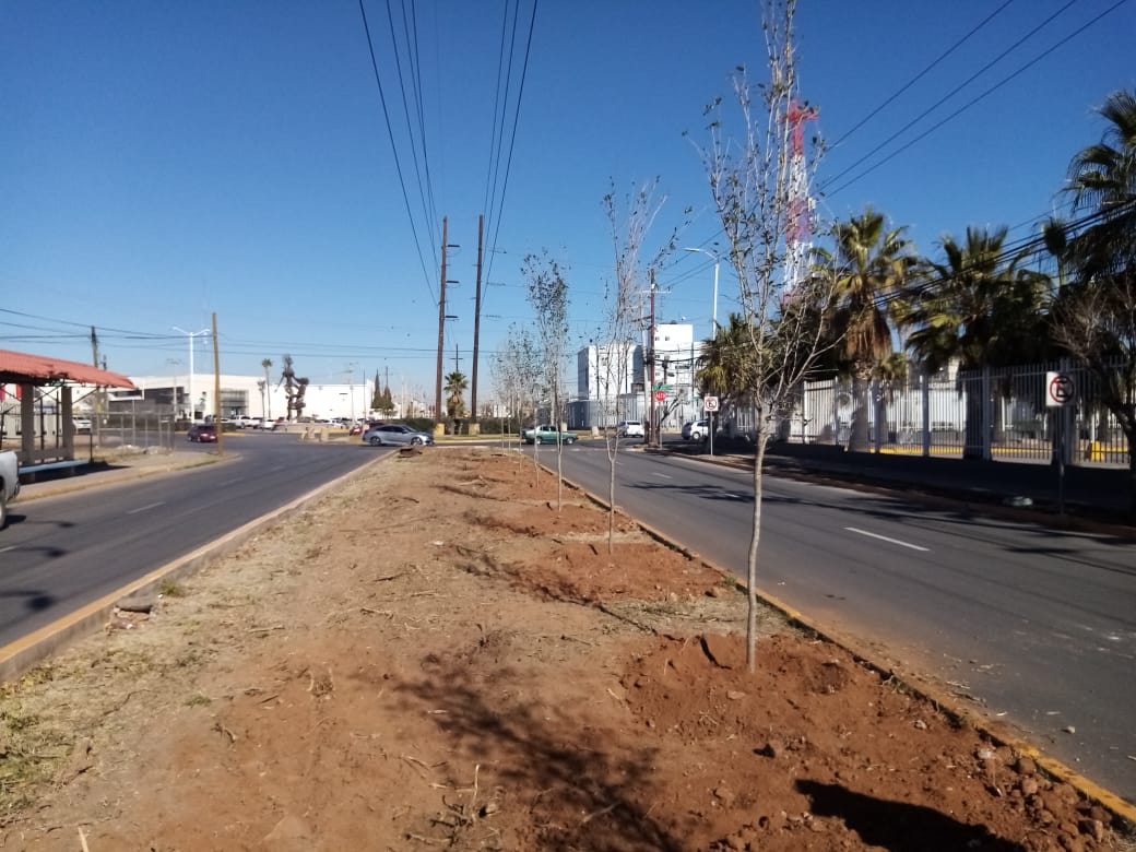 REFORESTACION PARQUE INDUSTRIAL 4