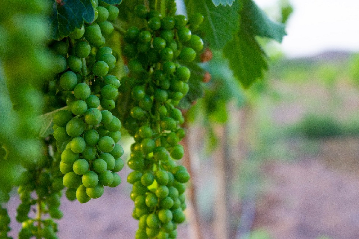 WhatsApp Image 2018 07 03 at 2.39.20 PM