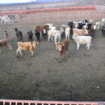 Quitan mega rancho a exgobernador para entregarlo al Pueblo 5 ranccho1