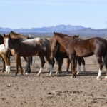 Quitan mega rancho a exgobernador para entregarlo al Pueblo 3 rancho4
