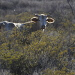 Quitan mega rancho a exgobernador para entregarlo al Pueblo 2 rancho5