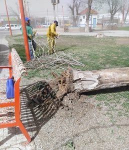 Atienden situación de emergencia por fuertes vientos 6 Atendio Gobierno Municipal reportes por fuertes vientos 1