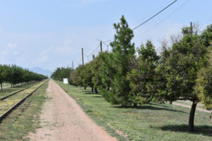 Limpieza Caminador Sur 3