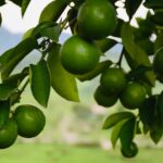 WhatsApp Image 2021 12 22 at 15.50.33