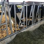 WhatsApp Image 2021 12 31 at 11.26.00