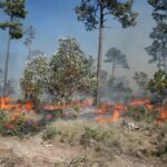 Chihuahua, entre los estados con más incendios forestales 1 WhatsApp Image 2022 01 18 at 9.50.51 AM