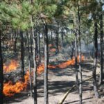 Chihuahua, entre los estados con más incendios forestales 2 WhatsApp Image 2022 01 18 at 9.50.52 AM 1