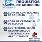 adopta 2 240x300 1