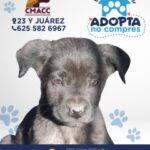 adopta 3 240x300 1
