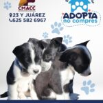 adopta 4 819x1024 1