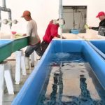 Apoya programa Bienpesca a 390 acuícolas en Chihuahua 1 IMG 20220527 WA0012