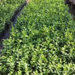 WhatsApp Image 2022 05 18 at 1.56.31 PM