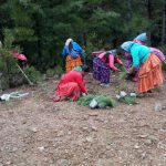 Crean 817 viveros comunitarios con programa Sembrando Vida 9 WhatsApp Image 2022 06 04 at 1.11.55 PM 1