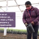 Crean 817 viveros comunitarios con programa Sembrando Vida 10 WhatsApp Image 2022 06 04 at 1.11.55 PM