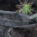 Crean 817 viveros comunitarios con programa Sembrando Vida 4 WhatsApp Image 2022 06 04 at 1.11.58 PM 1