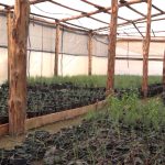 Crean 817 viveros comunitarios con programa Sembrando Vida 5 WhatsApp Image 2022 06 04 at 1.11.58 PM