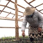 Crean 817 viveros comunitarios con programa Sembrando Vida 3 WhatsApp Image 2022 06 04 at 1.11.59 PM