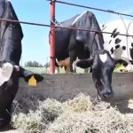 Crece industria lechera en Chihuahua con precios de garantía 2 WhatsApp Image 2022 07 08 at 2.32.48 PM 2