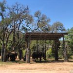 The Fort Worth Zoo: el zoológico más bonito de Texas 18 WhatsApp Image 2022 07 18 at 6.59.23 PM 1