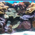 The Fort Worth Zoo: el zoológico más bonito de Texas 17 WhatsApp Image 2022 07 18 at 6.59.23 PM 2