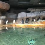 The Fort Worth Zoo: el zoológico más bonito de Texas 16 WhatsApp Image 2022 07 18 at 6.59.23 PM 3