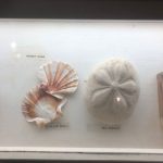 The Fort Worth Zoo: el zoológico más bonito de Texas 14 WhatsApp Image 2022 07 18 at 6.59.24 PM 1