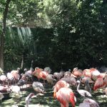 The Fort Worth Zoo: el zoológico más bonito de Texas 10 WhatsApp Image 2022 07 18 at 6.59.25 PM 1