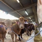 Inaugura gobernadora "Expogan 2022" 2 animales