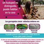 Emite Secretaría de Salud medidas de prevención ante casos de rickettsiosis 1 Imagen de WhatsApp 2023 07 31 a las 11.03.45