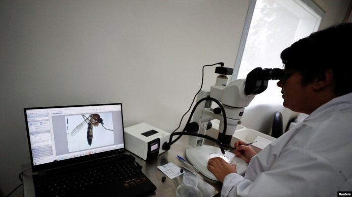 La técnica Marianela García Alba, de 39 años, observa un mosquito Aedes aegypti bajo un microscopio en la CNEA (Comisión Nacional de Energía Atómica), en Ezeiza, en las afueras de Buenos Aires, Argentina, el 12 de abril de 2023.