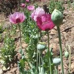 72FB8F69 3CF0 4F56 8854 57ADF748D5AF